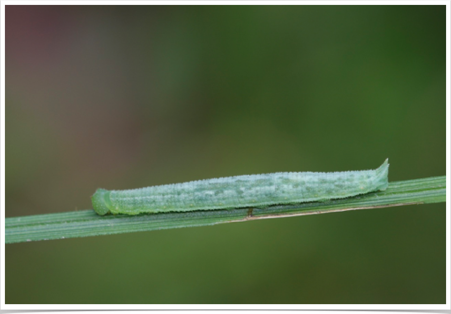 Mitchells Satyr on sedge
Bibb County, Alabama